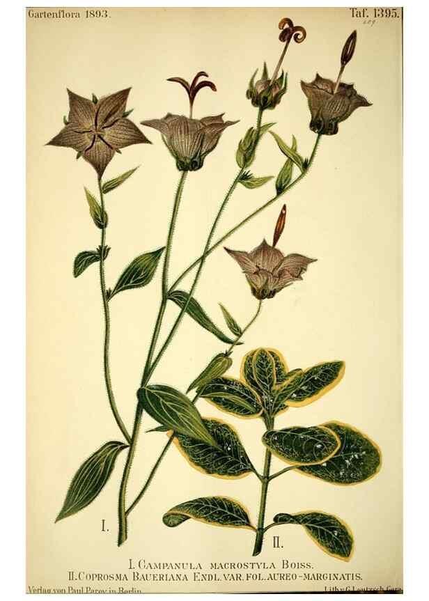 Reproducción/Reproduction 49721626442: Gartenflora.. Erlangen :F. Enke,1852-1940.. 