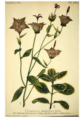 Reproducción/Reproduction 49721626442: Gartenflora.. Erlangen :F. Enke,1852-1940.. 