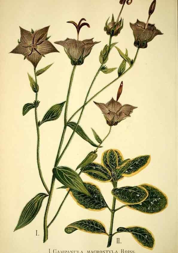 Reproducción/Reproduction 49721626442: Gartenflora.. Erlangen :F. Enke,1852-1940.. 