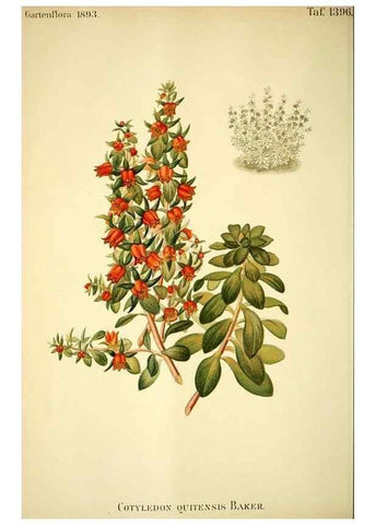 Reproducción/Reproduction 49721626742: Gartenflora.. Erlangen :F. Enke,1852-1940.. 