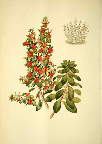 Reproducción/Reproduction 49721626742: Gartenflora.. Erlangen :F. Enke,1852-1940.. 