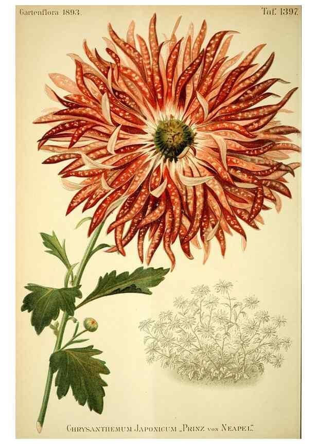 Reproducción/Reproduction 49721311946: Gartenflora.. Erlangen :F. Enke,1852-1940.. 