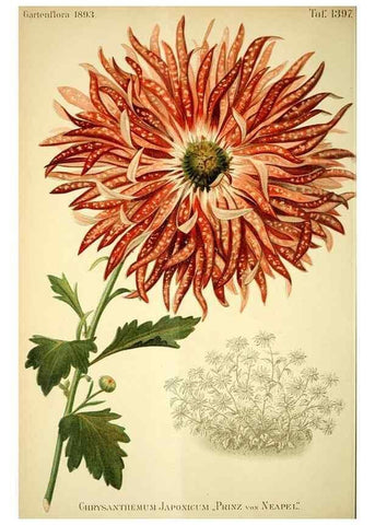 Reproducción/Reproduction 49721311946: Gartenflora.. Erlangen :F. Enke,1852-1940.. 