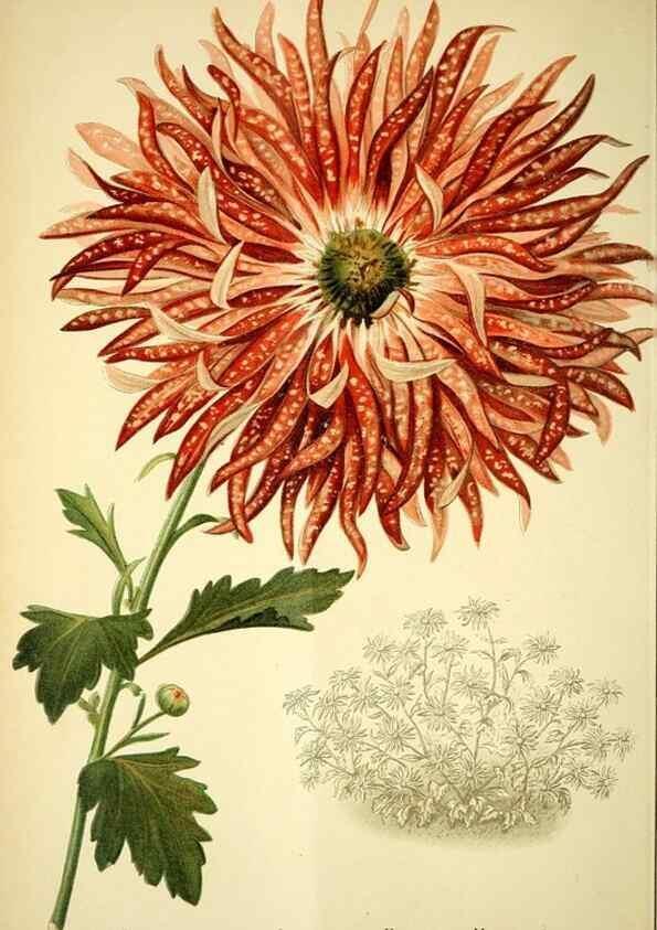 Reproducción/Reproduction 49721311946: Gartenflora.. Erlangen :F. Enke,1852-1940.. 