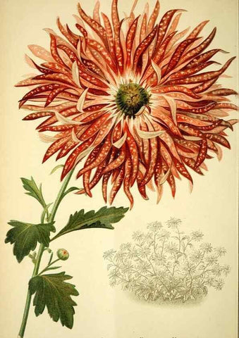 Reproducción/Reproduction 49721311946: Gartenflora.. Erlangen :F. Enke,1852-1940.. 