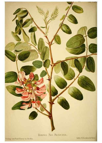 Reproducción/Reproduction 49719770558: Gartenflora.. Erlangen :F. Enke,1852-1940.. 