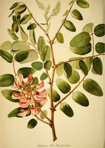 Reproducción/Reproduction 49719770558: Gartenflora.. Erlangen :F. Enke,1852-1940.. 