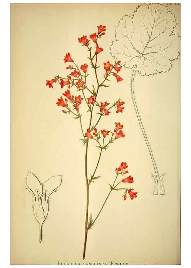 Reproducción/Reproduction 49720625767: Gartenflora.. Erlangen :F. Enke,1852-1940.. 