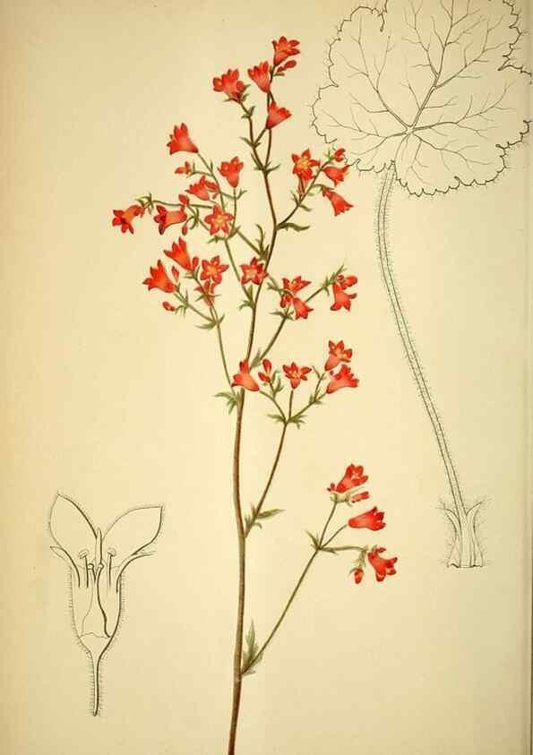 Reproducción/Reproduction 49720625767: Gartenflora.. Erlangen :F. Enke,1852-1940.. 