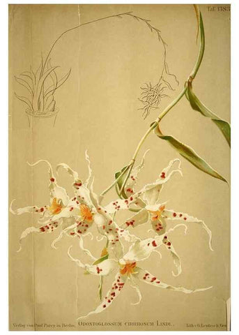 Reproducción/Reproduction 49720625507: Gartenflora.. Erlangen :F. Enke,1852-1940.. 