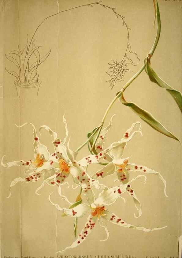 Reproducción/Reproduction 49720625507: Gartenflora.. Erlangen :F. Enke,1852-1940.. 