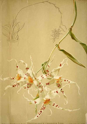 Reproducción/Reproduction 49720625507: Gartenflora.. Erlangen :F. Enke,1852-1940.. 