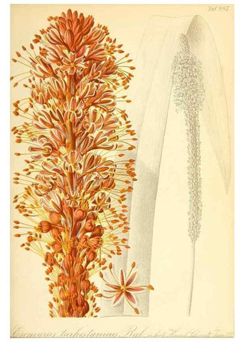 Reproducción/Reproduction 49716762971: Gartenflora.. Erlangen :F. Enke,1852-1940.. 
