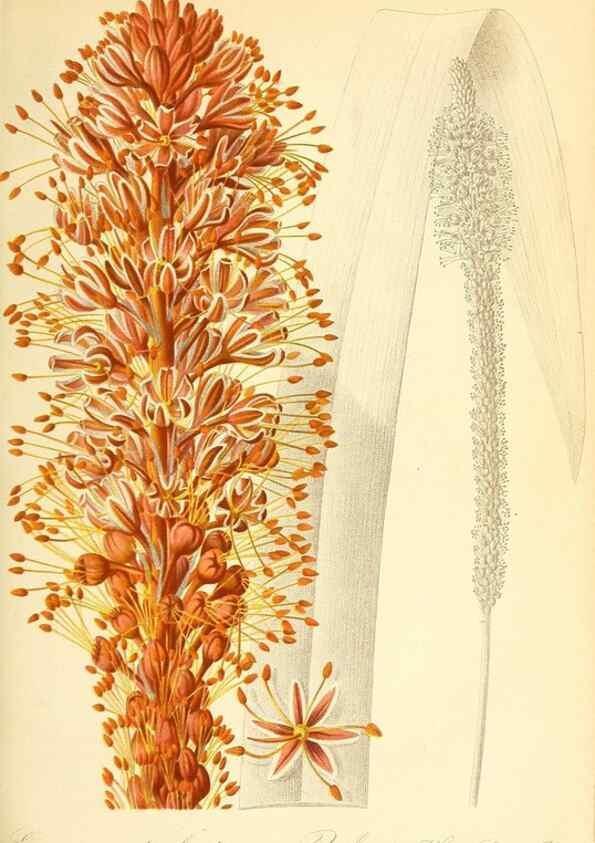 Reproducción/Reproduction 49716762971: Gartenflora.. Erlangen :F. Enke,1852-1940.. 