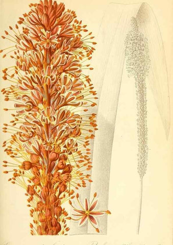 Reproducción/Reproduction 49716762971: Gartenflora.. Erlangen :F. Enke,1852-1940.. 