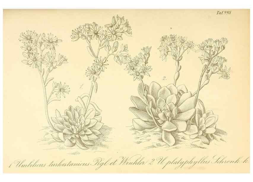 Reproducción/Reproduction 49717078467: Gartenflora.. Erlangen :F. Enke,1852-1940.. 