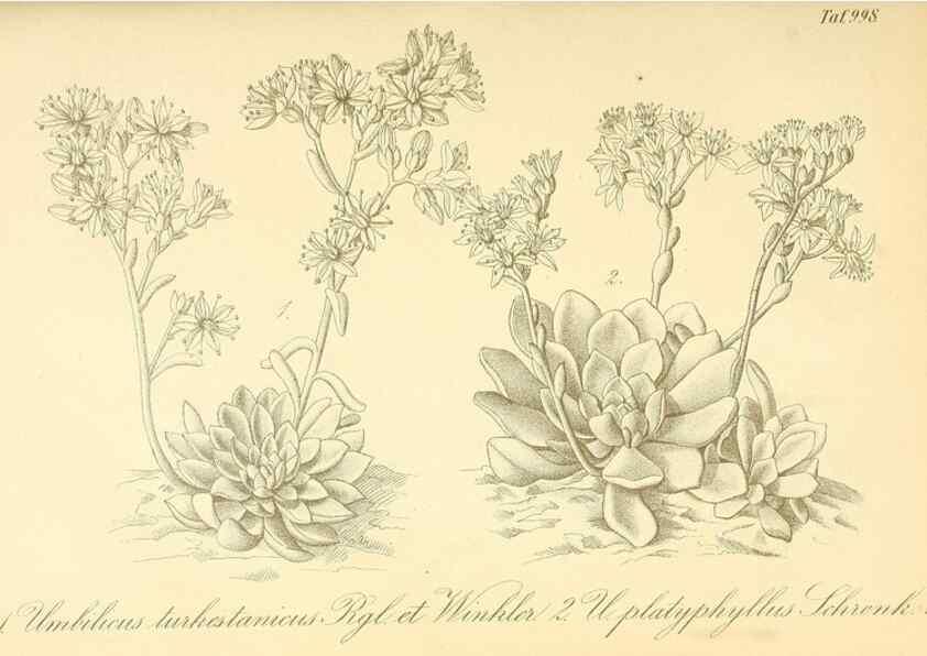 Reproducción/Reproduction 49717078467: Gartenflora.. Erlangen :F. Enke,1852-1940.. 