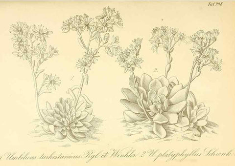 Reproducción/Reproduction 49717078467: Gartenflora.. Erlangen :F. Enke,1852-1940.. 