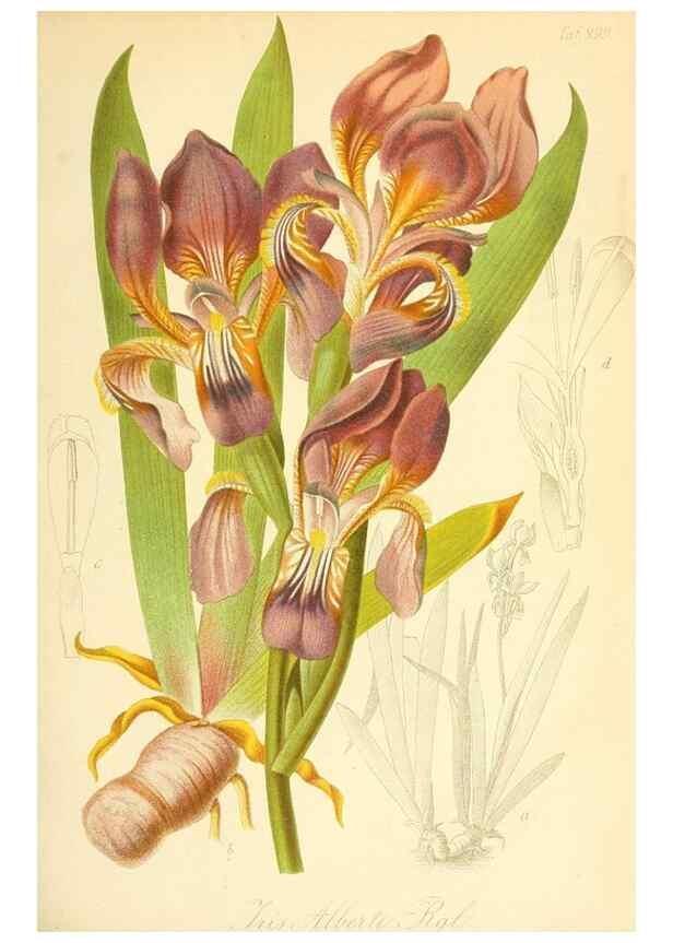 Reproducción/Reproduction 49716763686: Gartenflora.. Erlangen :F. Enke,1852-1940.. 