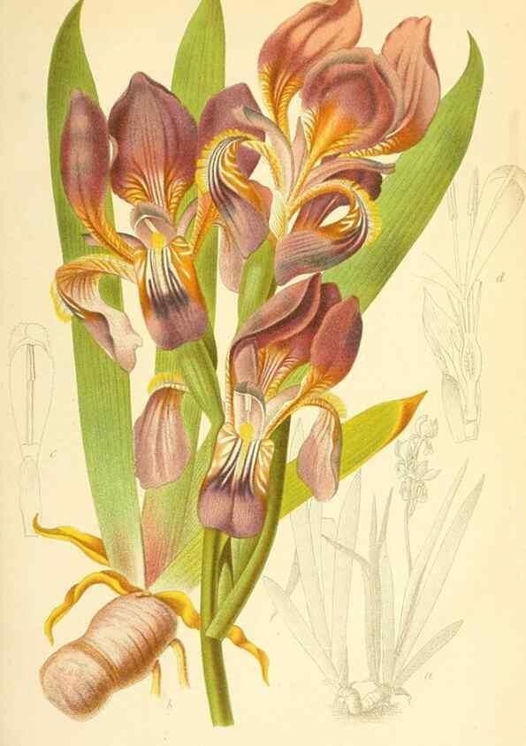 Reproducción/Reproduction 49716763686: Gartenflora.. Erlangen :F. Enke,1852-1940.. 