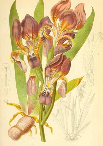 Reproducción/Reproduction 49716763686: Gartenflora.. Erlangen :F. Enke,1852-1940.. 