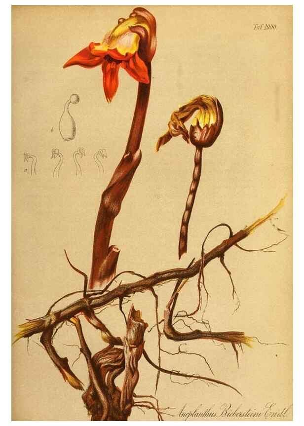 Reproducción/Reproduction 49716763996: Gartenflora.. Erlangen :F. Enke,1852-1940.. 