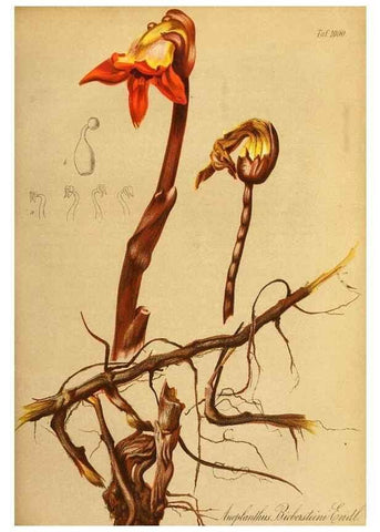 Reproducción/Reproduction 49716763996: Gartenflora.. Erlangen :F. Enke,1852-1940.. 