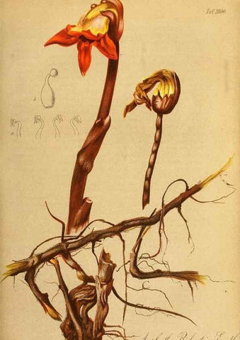 Reproducción/Reproduction 49716763996: Gartenflora.. Erlangen :F. Enke,1852-1940.. 