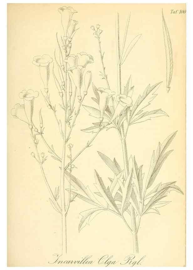 Reproducción/Reproduction 49717079562: Gartenflora.. Erlangen :F. Enke,1852-1940.. 