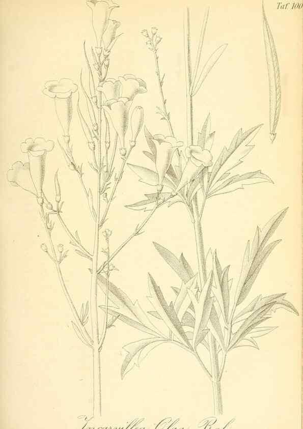 Reproducción/Reproduction 49717079562: Gartenflora.. Erlangen :F. Enke,1852-1940.. 