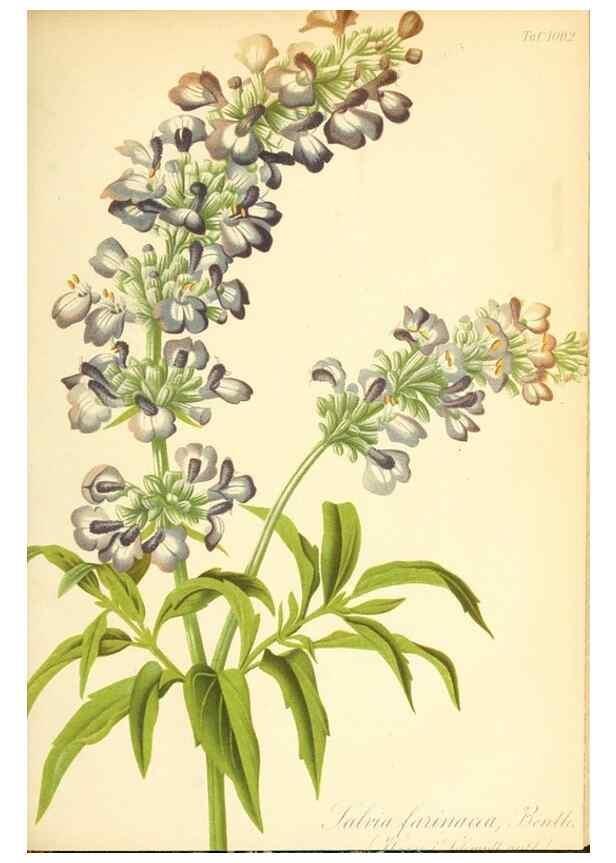 Reproducción/Reproduction 49717079777: Gartenflora.. Erlangen :F. Enke,1852-1940.. 