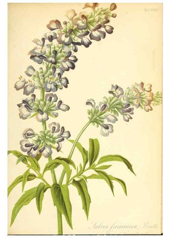 Reproducción/Reproduction 49717079777: Gartenflora.. Erlangen :F. Enke,1852-1940.. 