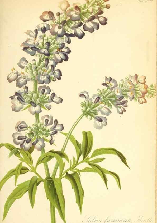 Reproducción/Reproduction 49717079777: Gartenflora.. Erlangen :F. Enke,1852-1940.. 