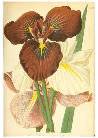 Reproducción/Reproduction 49717080047: Gartenflora.. Erlangen :F. Enke,1852-1940.. 
