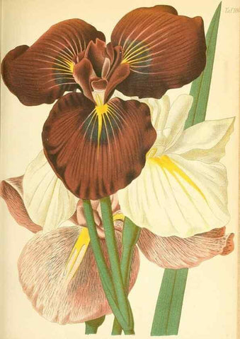 Reproducción/Reproduction 49717080047: Gartenflora.. Erlangen :F. Enke,1852-1940.. 