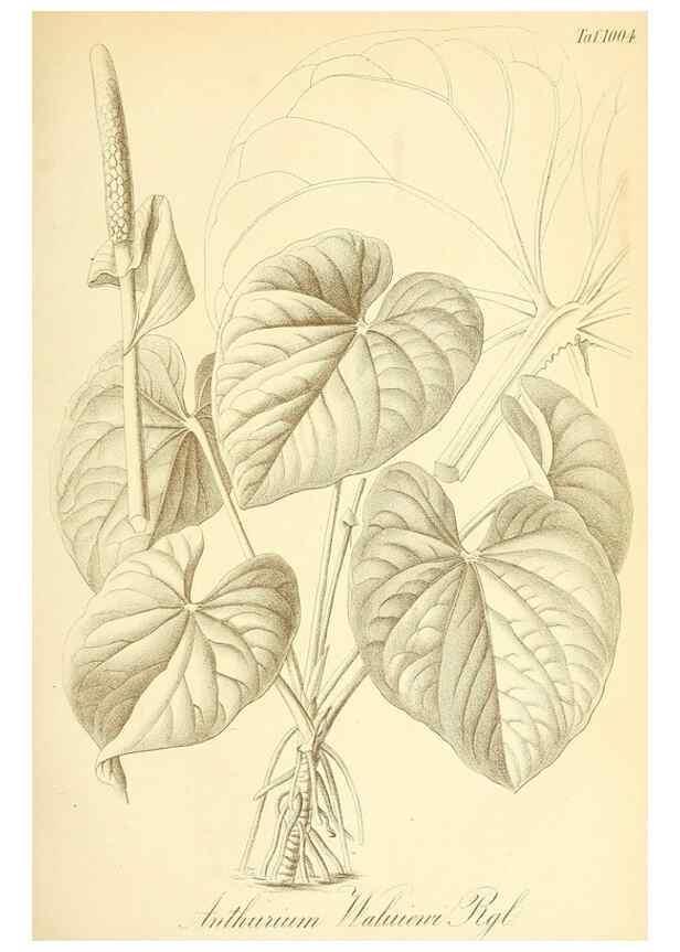 Reproducción/Reproduction 49716765336: Gartenflora.. Erlangen :F. Enke,1852-1940.. 