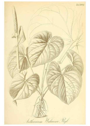 Reproducción/Reproduction 49716765336: Gartenflora.. Erlangen :F. Enke,1852-1940.. 