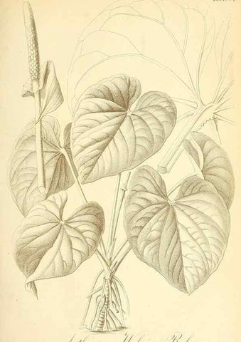 Reproducción/Reproduction 49716765336: Gartenflora.. Erlangen :F. Enke,1852-1940.. 