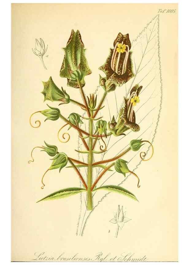 Reproducción/Reproduction 49716225318: Gartenflora.. Erlangen :F. Enke,1852-1940.. 