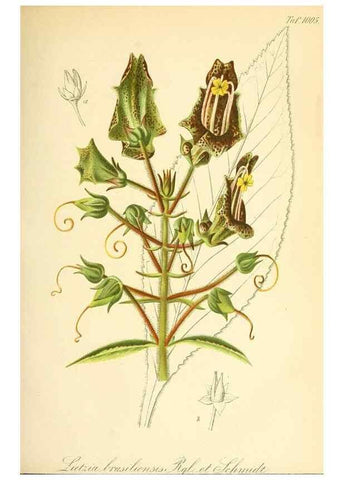 Reproducción/Reproduction 49716225318: Gartenflora.. Erlangen :F. Enke,1852-1940.. 