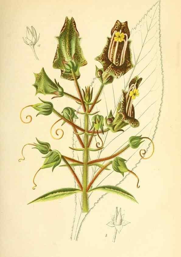Reproducción/Reproduction 49716225318: Gartenflora.. Erlangen :F. Enke,1852-1940.. 