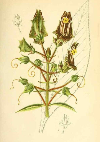Reproducción/Reproduction 49716225318: Gartenflora.. Erlangen :F. Enke,1852-1940.. 