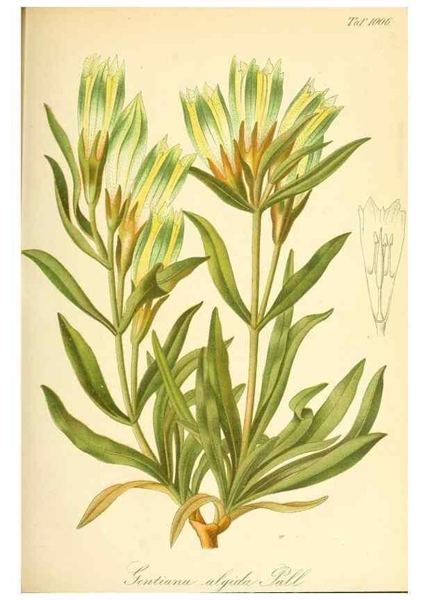 Reproducción/Reproduction 49717081107: Gartenflora.. Erlangen :F. Enke,1852-1940.. 