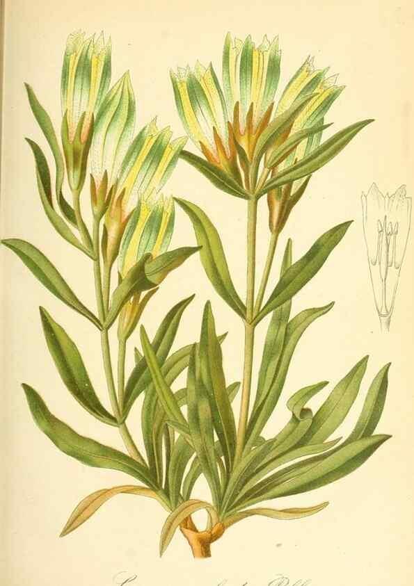 Reproducción/Reproduction 49717081107: Gartenflora.. Erlangen :F. Enke,1852-1940.. 
