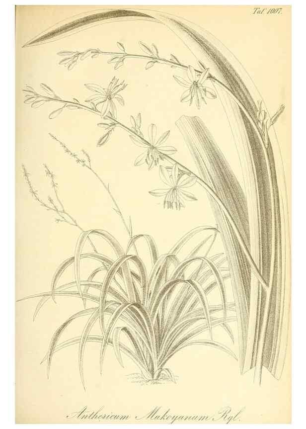 Reproducción/Reproduction 49716766271: Gartenflora.. Erlangen :F. Enke,1852-1940.. 