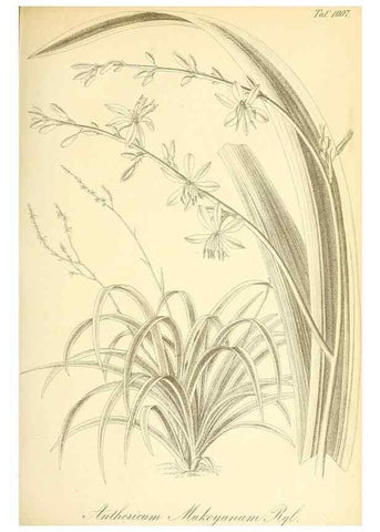Reproducción/Reproduction 49716766271: Gartenflora.. Erlangen :F. Enke,1852-1940.. 