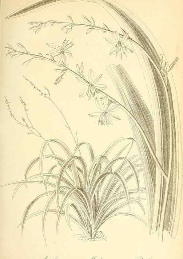 Reproducción/Reproduction 49716766271: Gartenflora.. Erlangen :F. Enke,1852-1940.. 