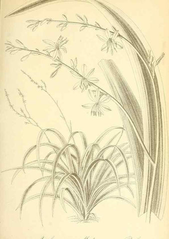Reproducción/Reproduction 49716766271: Gartenflora.. Erlangen :F. Enke,1852-1940.. 