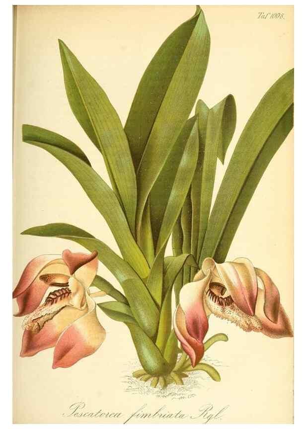 Reproducción/Reproduction 49716226258: Gartenflora.. Erlangen :F. Enke,1852-1940.. 