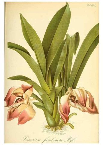 Reproducción/Reproduction 49716226258: Gartenflora.. Erlangen :F. Enke,1852-1940.. 
